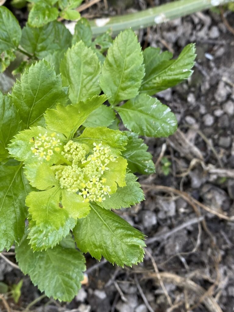 Apio caballar (Smyrnium Olusatrum)
Plantas Silvestres Comestibles Más Comunes en España