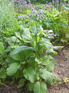 Borraja (Borago officinalis)
