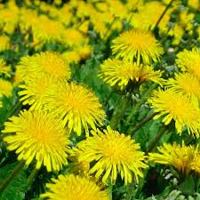 Diente de león (Taraxacum officinale)