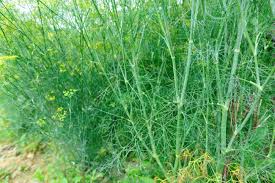 Hinojo (Foeniculum vulgare)