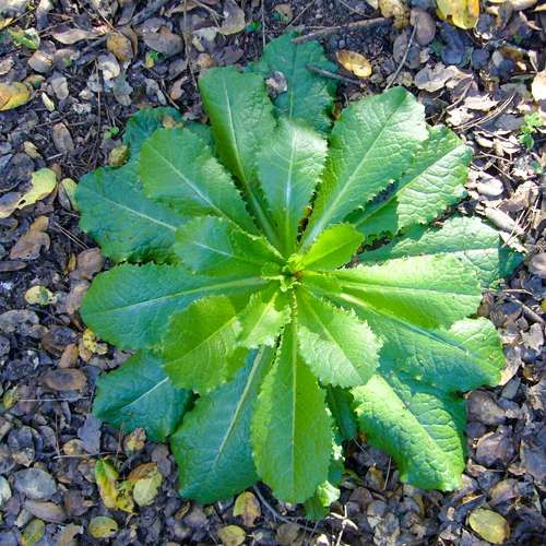 Lechuga salvaje (Lactuca virosa)