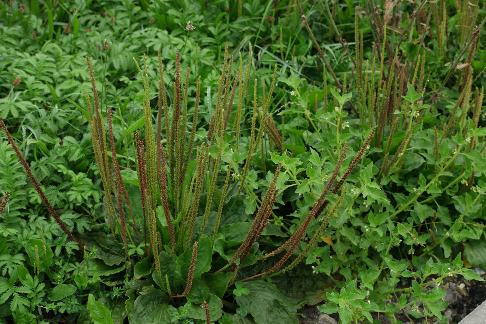 Llantén (Plantago major)