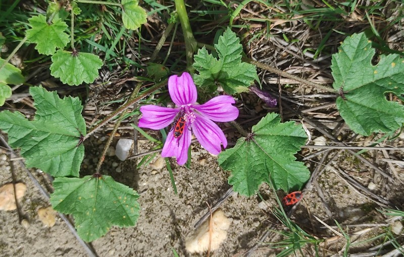 Malva (Malva sylvestris)