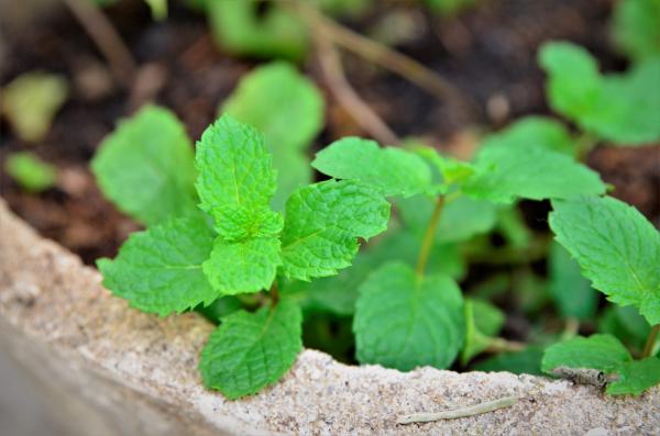 Menta (Mentha spicata)