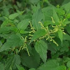 Ortiga (Urtica dioica)
