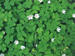 Oxalis montana
