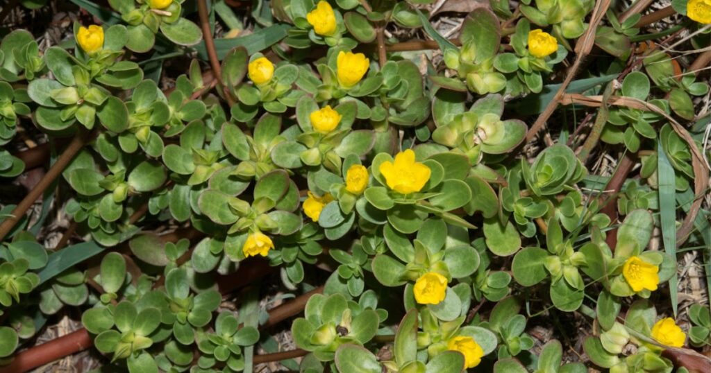 Verdolaga (Portulaca oleracea)